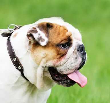 Support specialist portrait